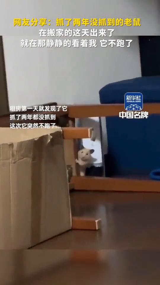 网友分享：抓了两年没抓到的老鼠在搬家的这天出来了，就在那静静的看着我，它不跑了。