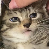 依云热逛综艺