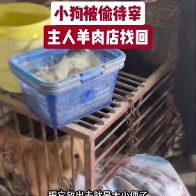 江苏镇江的王女士她养了快一年的小狗被偷，王女士挨家搜遍镇上所有售卖狗肉的店铺，发