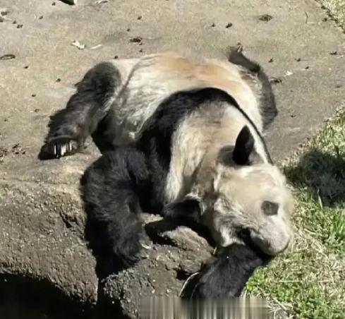 #丫丫吃的笋笋套着竹篓# 难以想象，居然把这样一只熊猫给养好了…当初把丫丫接回中