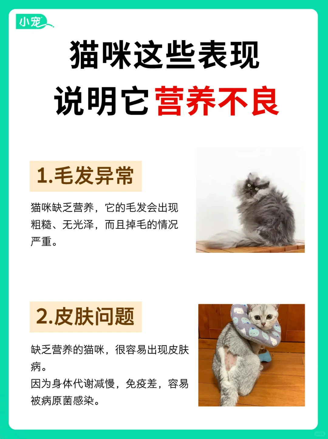 警惕！猫咪这些行为暗示它“营养不良”了