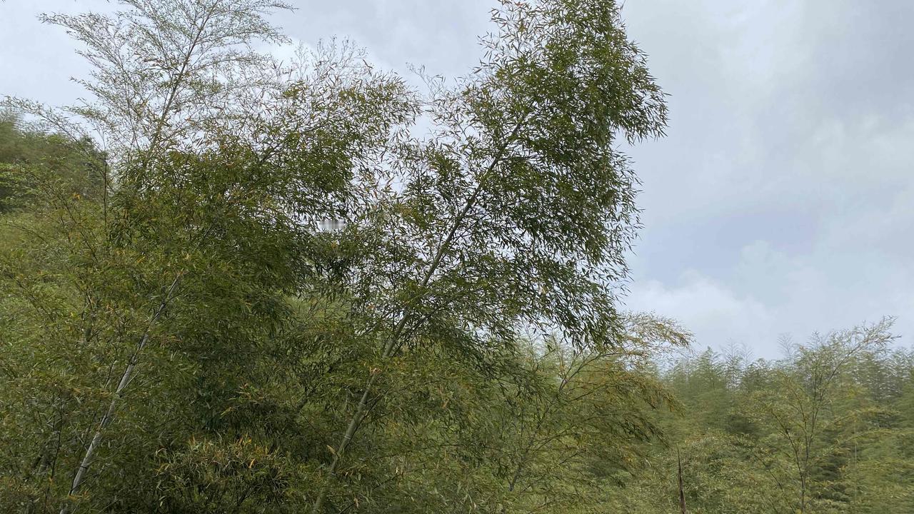 免费逛的大旺竹海，红土与青竹太治愈了
   一走进泸州纳溪白节镇的大旺竹海，最先