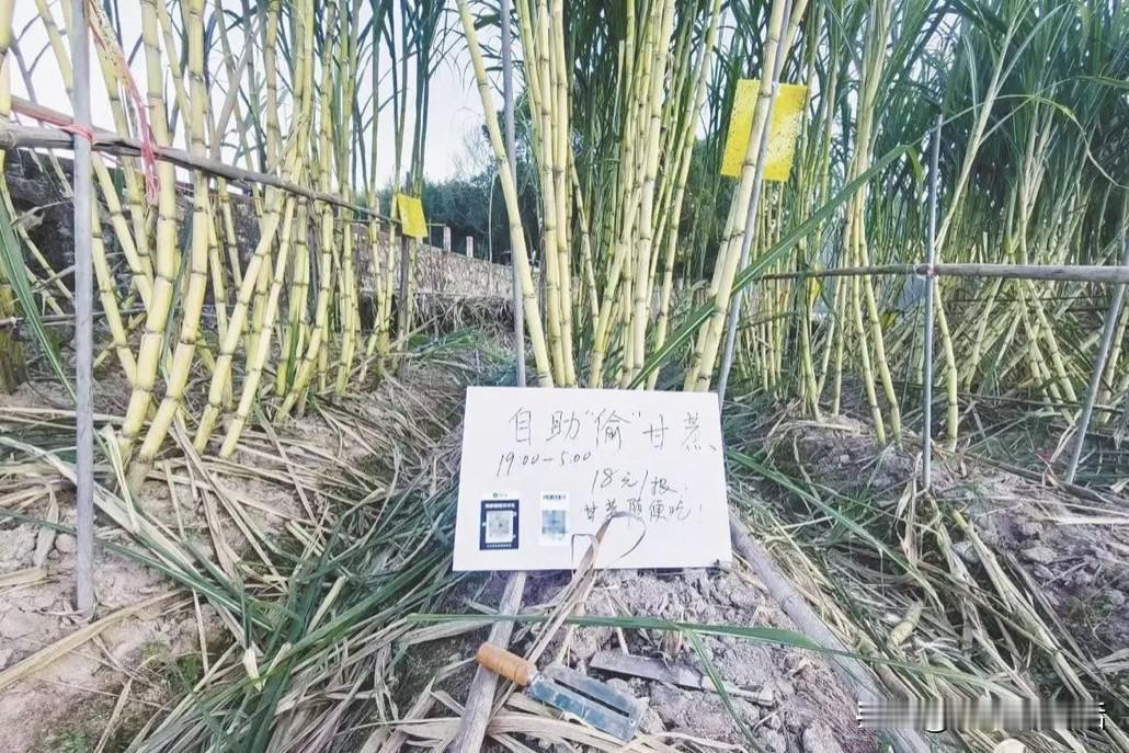 “偷甘蔗”被人民日报点赞！
这家农场玩太大
日入过万把狗累瘫

最近四川一家农场