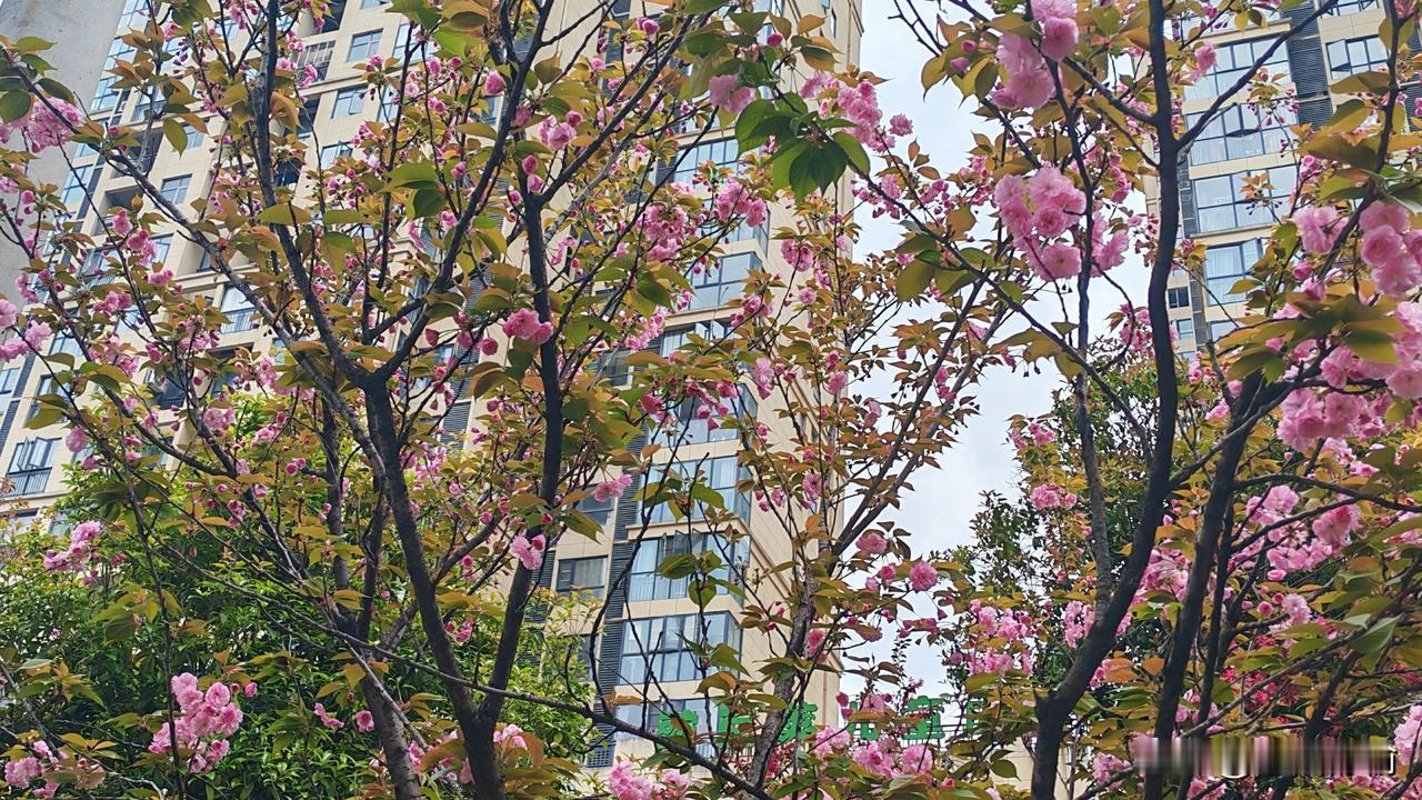 请对下联
上联：槐花馥郁香十里
下联：柳叶飘扬映千山
            （