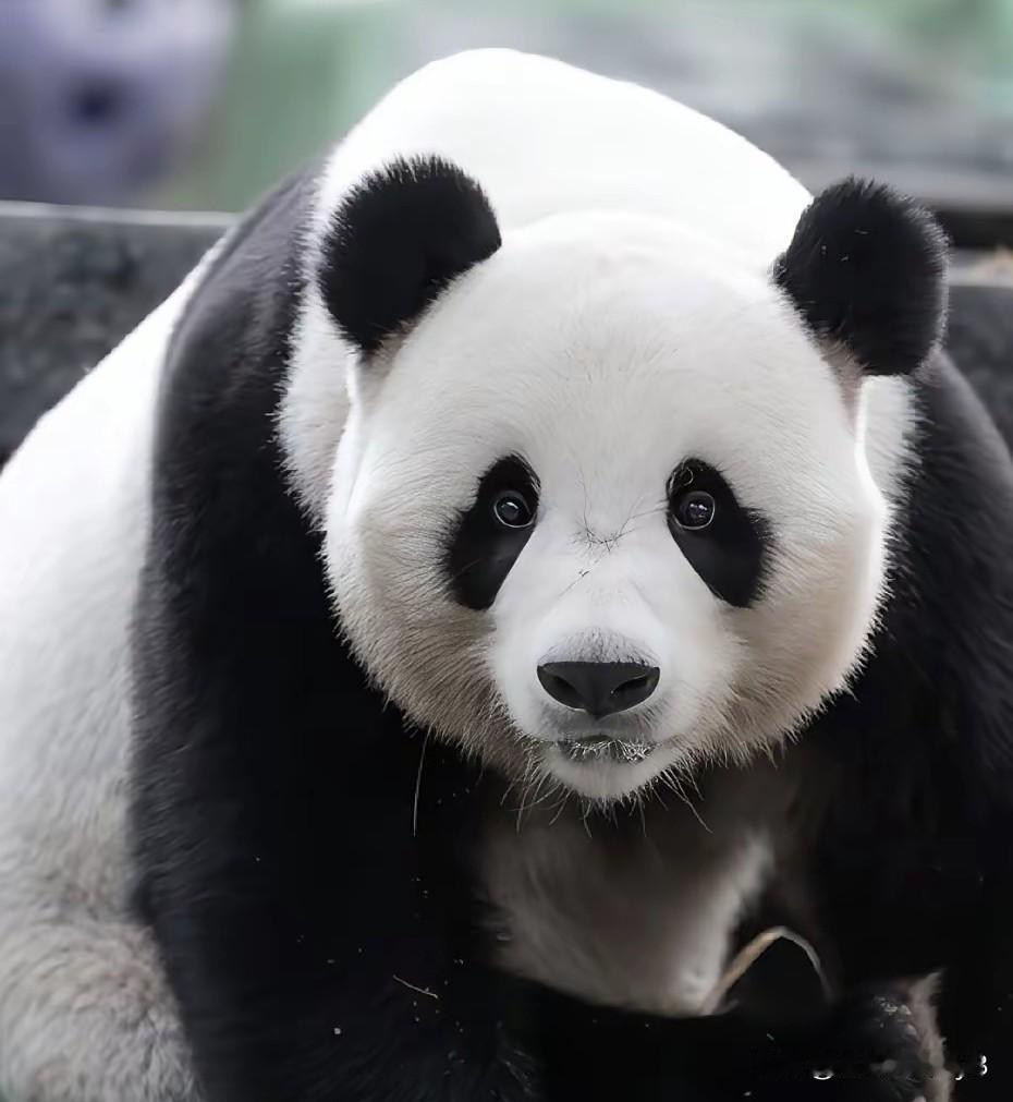 妹猪真的失去父亲了吗？当确认消息属实的那一刻，我的胸口如被雷击，顷刻间泪如雨下。