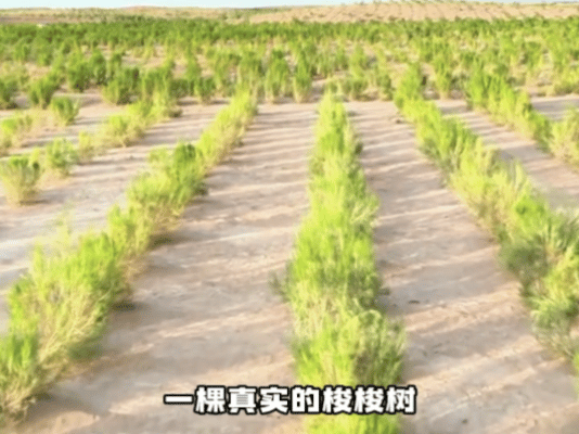 武汉大学生喜提梭梭树主理人身份春天给武汉的请柬 武汉大学生的新身份太硬核！创意城