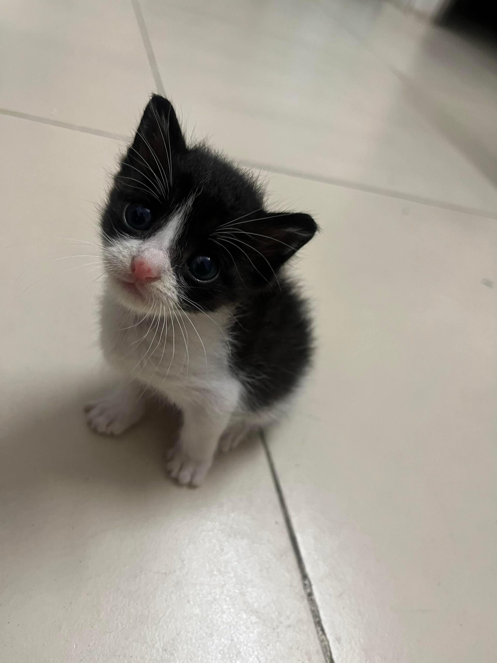 小奶猫这个萌！ 