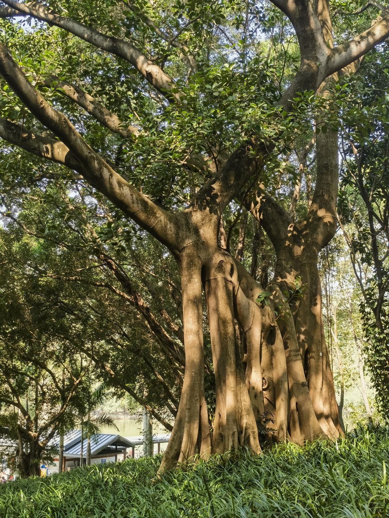 七律《榕树赋》
南国嘉榕立野川，树虬干伟映长天。
根须着地千丝绕，冠盖如云万木延