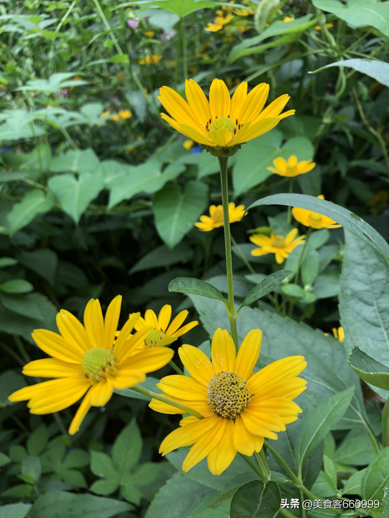 一丛丛金黄小花在绿叶间开得热闹，花瓣舒展，花盘圆圆的，自带阳光感。

秋雨过后，