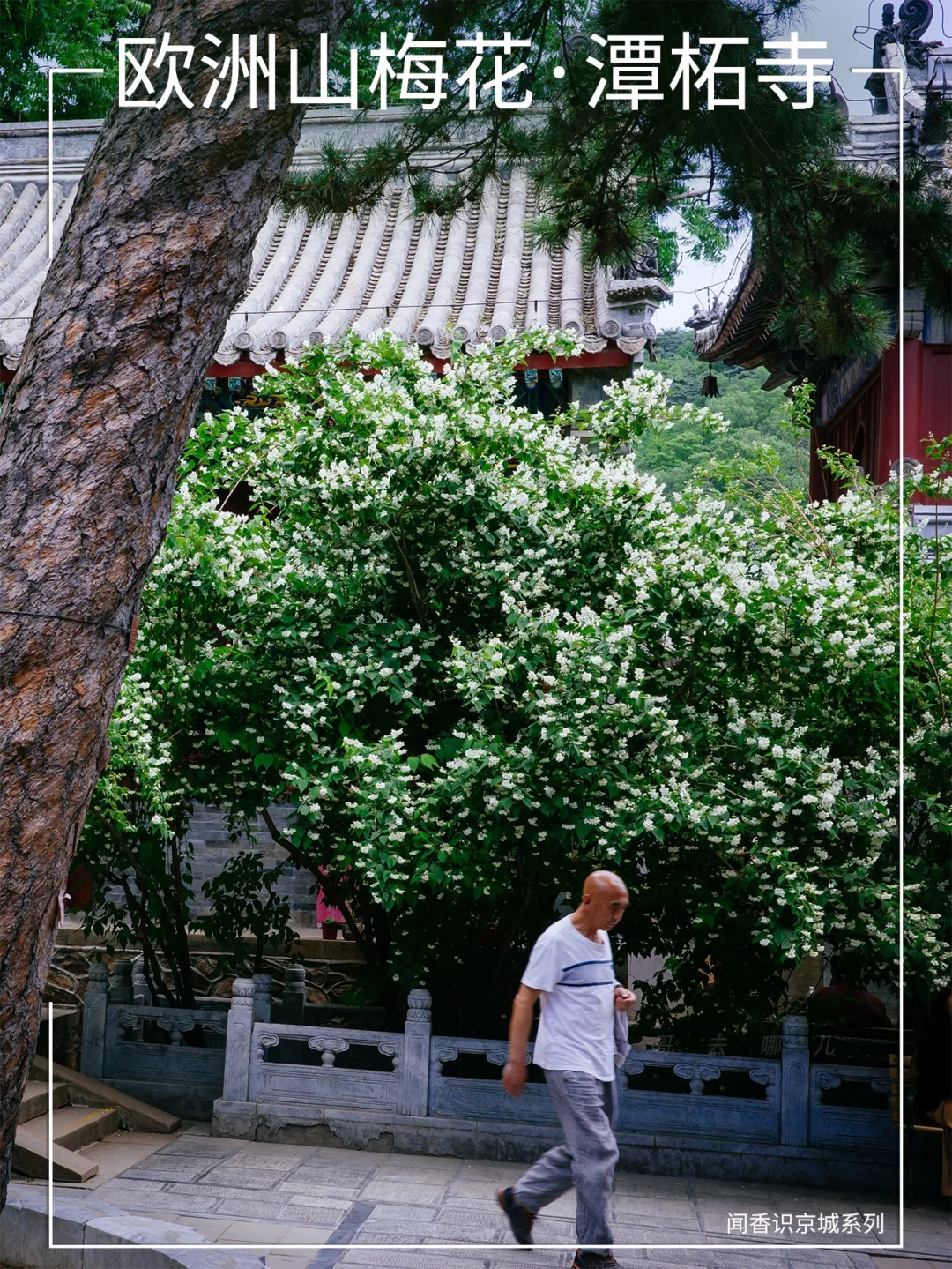 花袭人！快来潭柘寺闻闻她，太香了！
