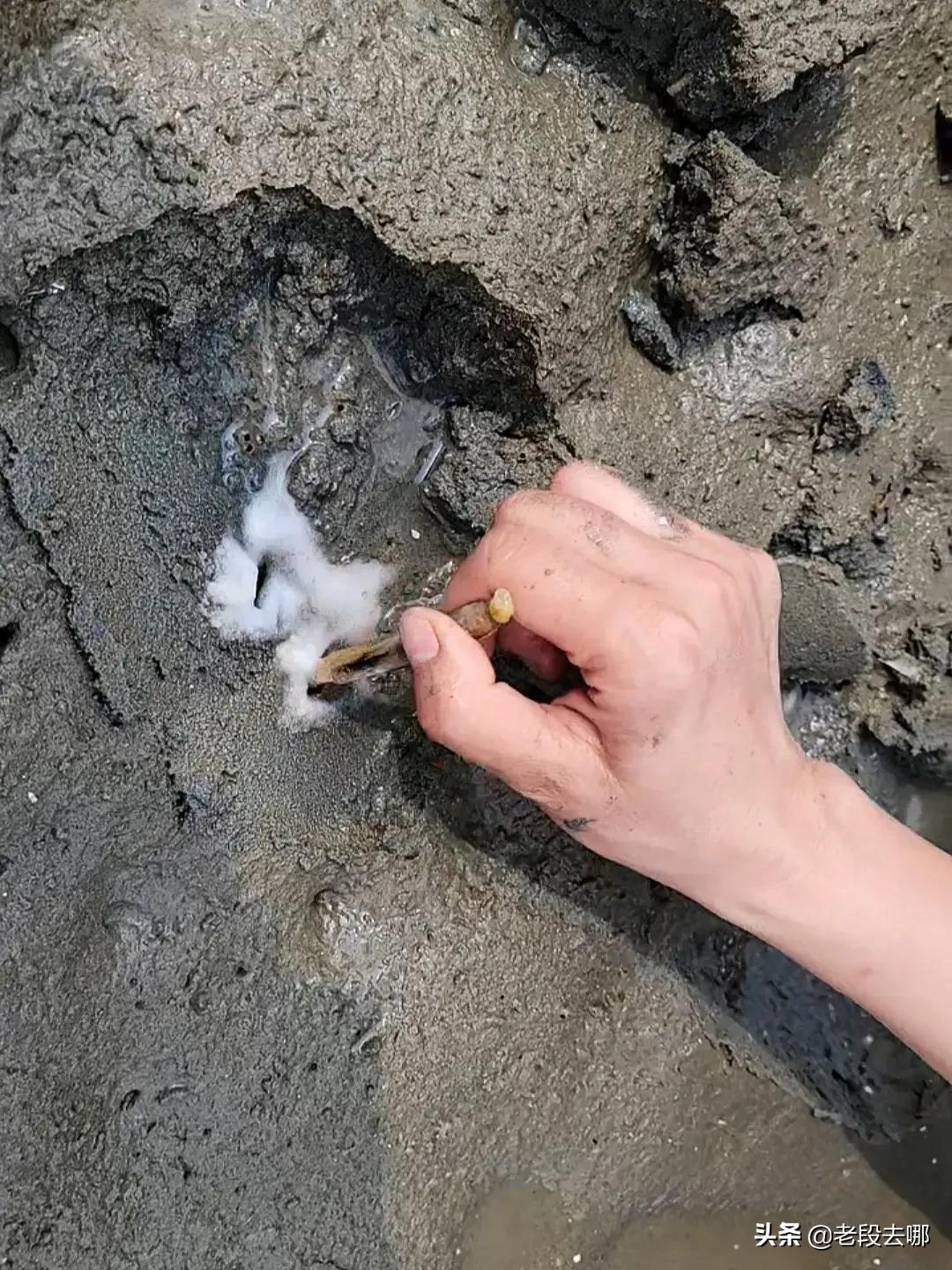 看了很多挖蛏子的视频，觉得非常有意思，一把盐下去，蛏子就冒出来了。一直都以为深惠