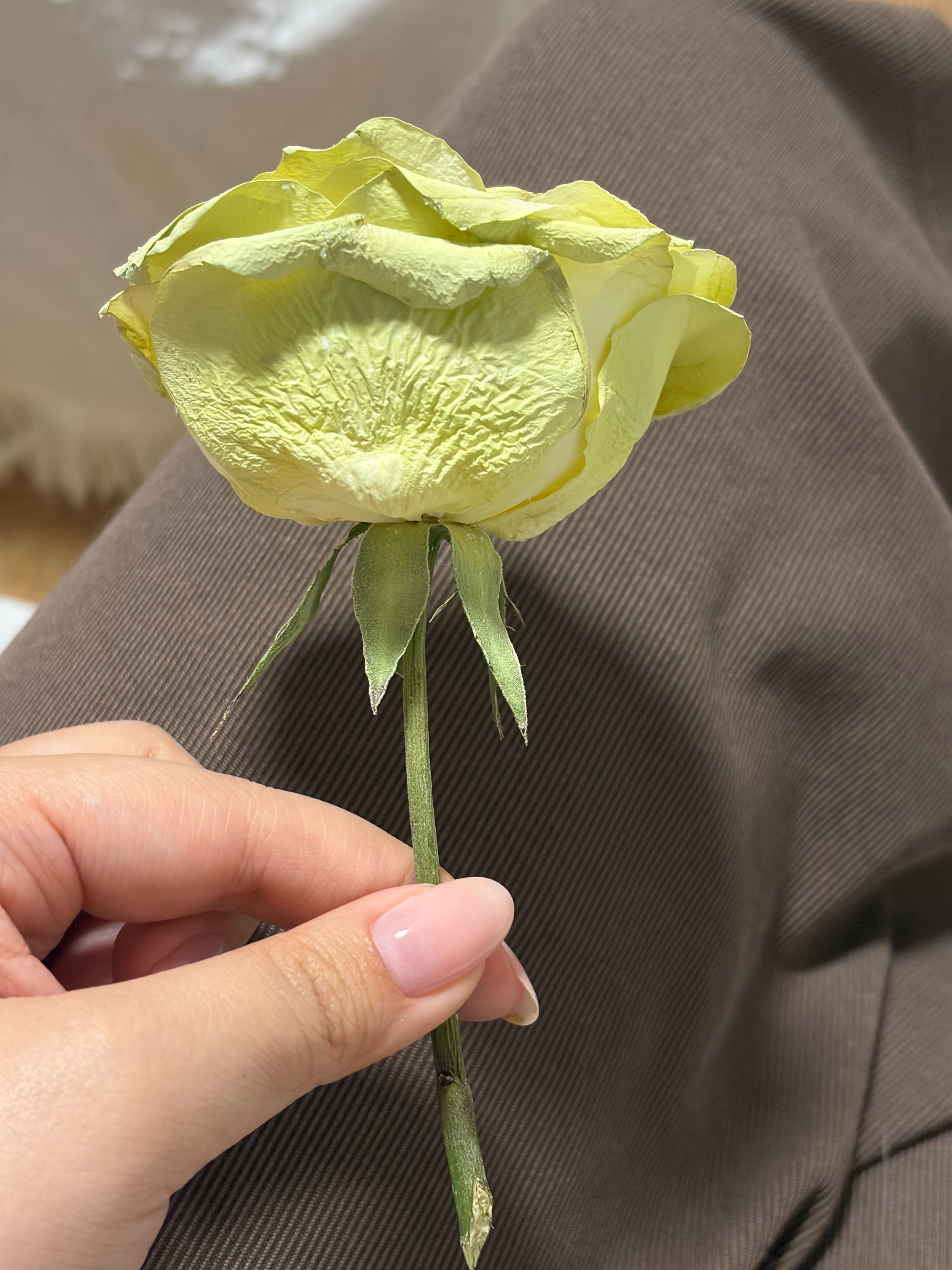 伯远肆意盎然巡回演唱会肆次远计划 永生吧！我的花！ ​​​