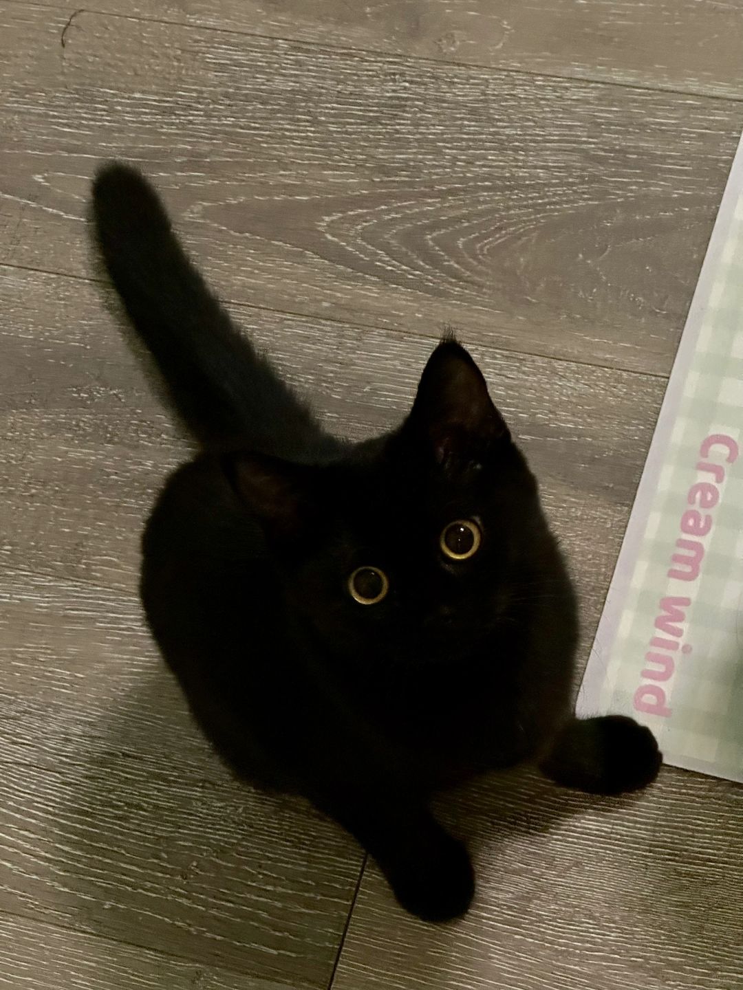 你刚说谁外八呢