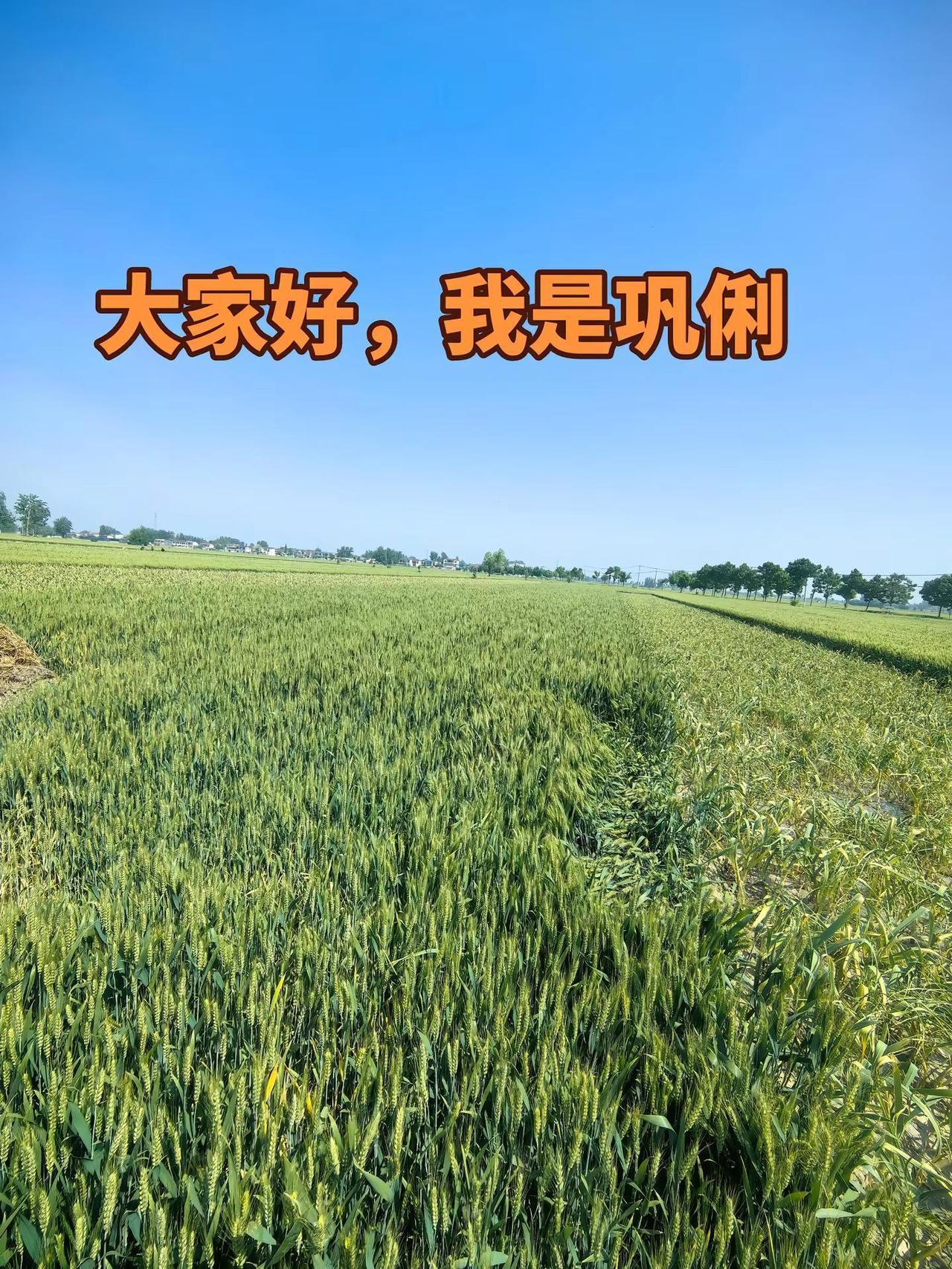 大家好，我是巩俐