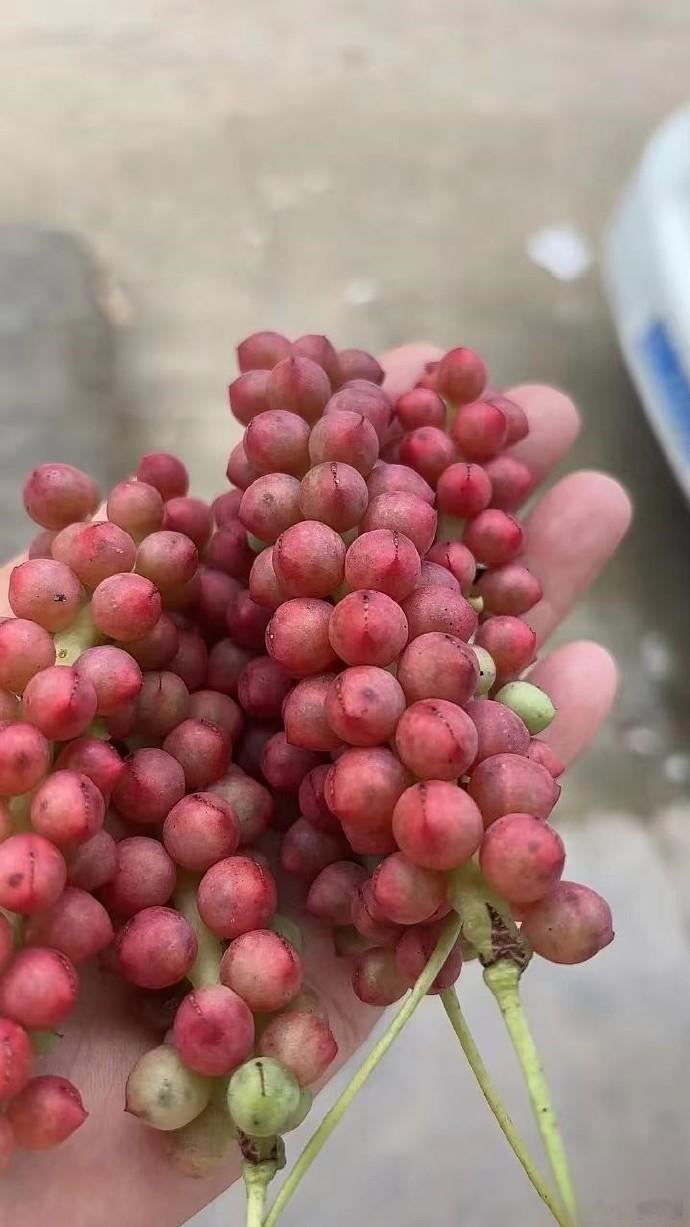 这是这是什么水果啊？有没有认识的？ ​​​