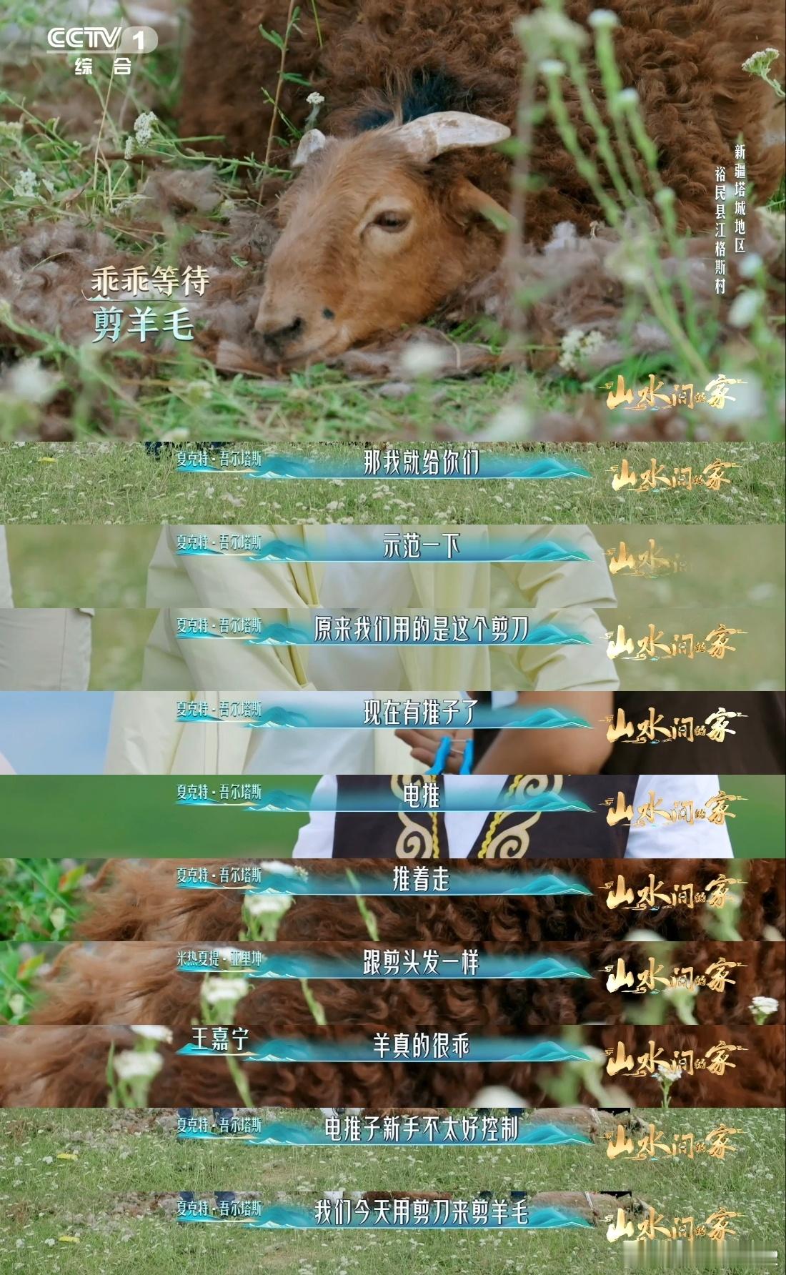 剪羊毛有多解压新疆小羊有专属理发师终于找到羊毛大衣保暖的源头，原来都是新疆小羊身