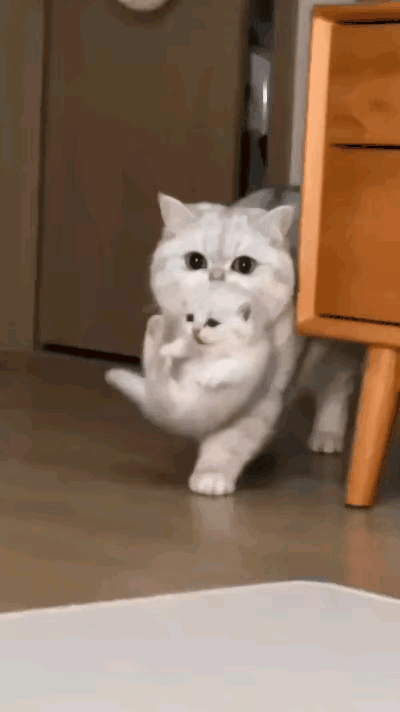 俺家大猫这回就生了一只独苗，真是稀罕得不行，全家都跟捧着金疙瘩似的。
 
自打小