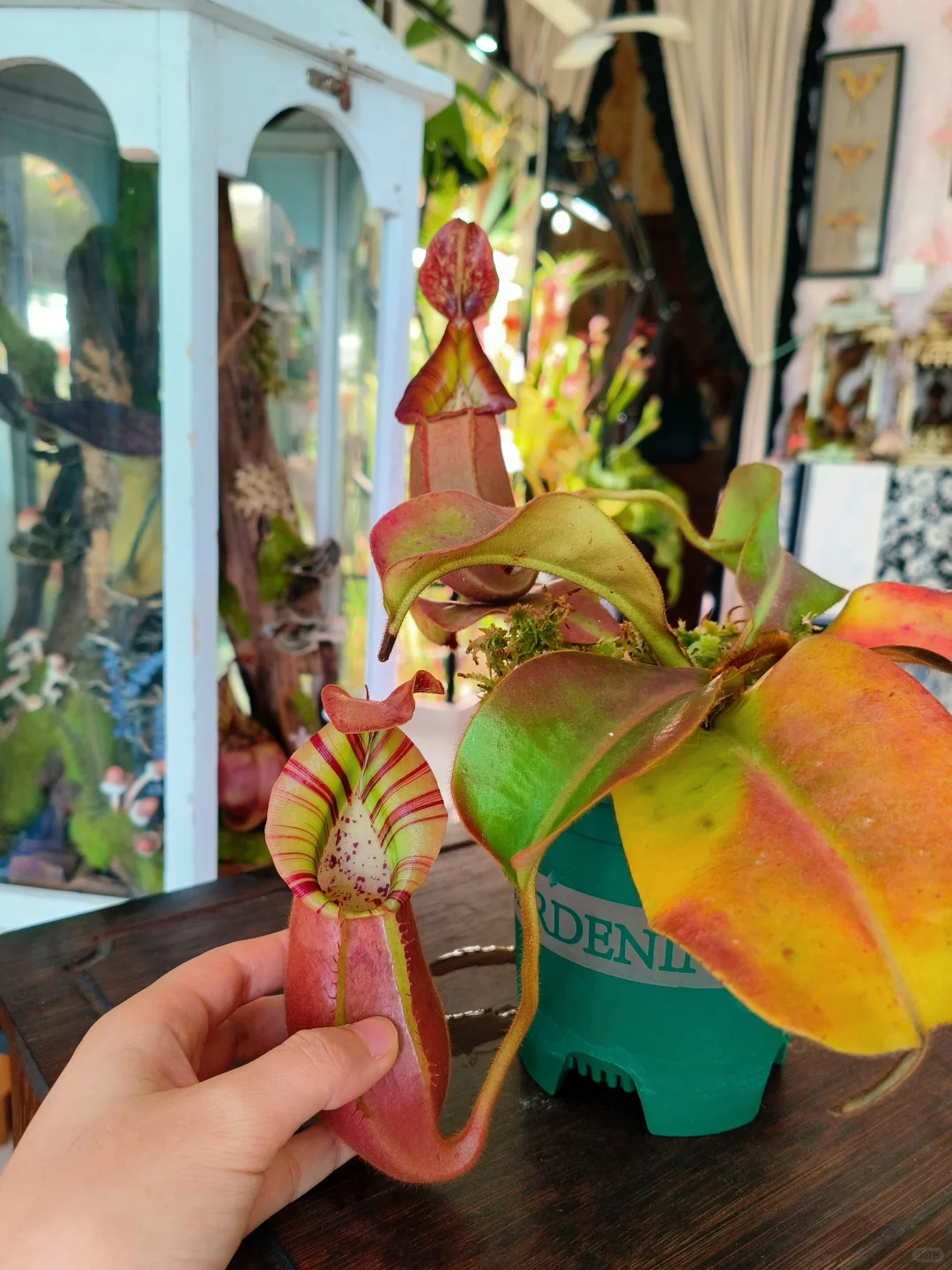 新笼子