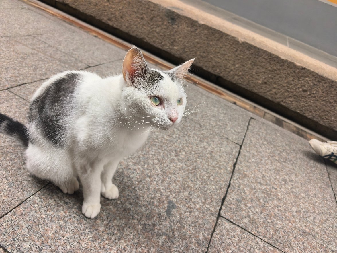猫猫猫猫～ 