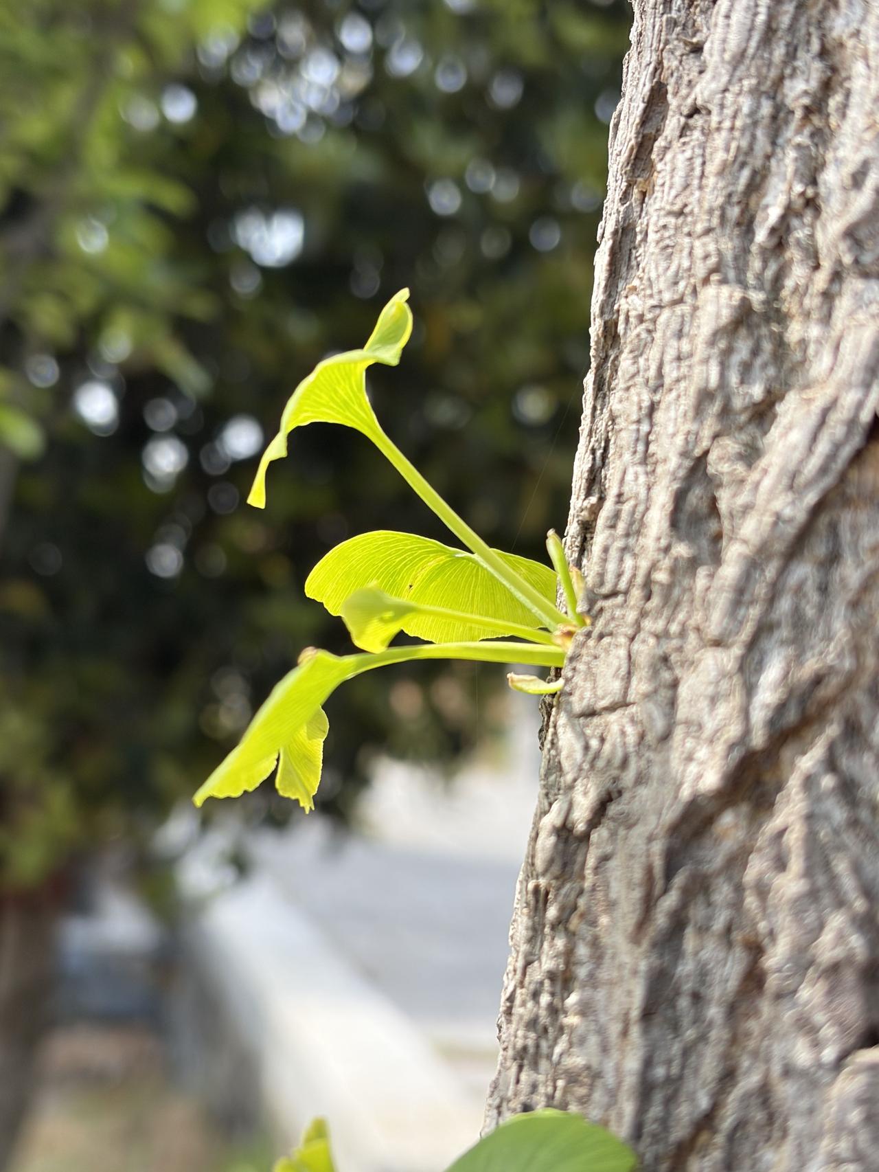 谁懂啊！抬头撞见这一幕，直接被戳中了心巴✨

皲裂的老树干上，几抹嫩黄的银杏新芽