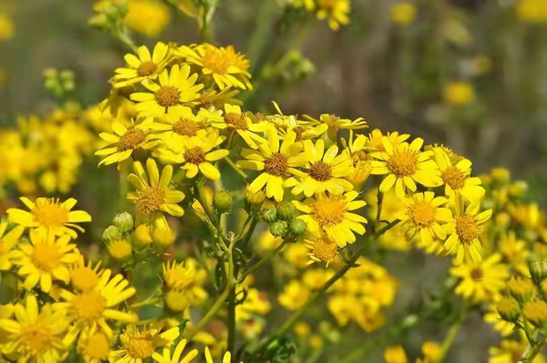十首七绝：咏菊
一
一陌浅红三陌黄，西风送得满庭香。
多姿多色秋添韵，报与枌榆多