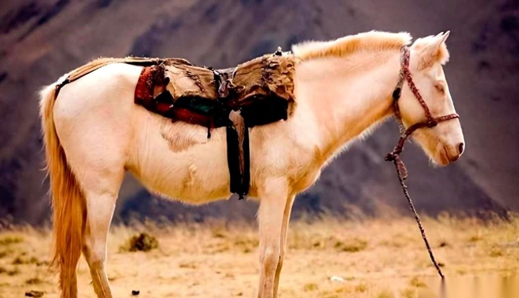 马为啥站着睡觉？
我跟你说，它不是不想躺，是骨子里刻着俩字儿：不敢。
这事儿你得