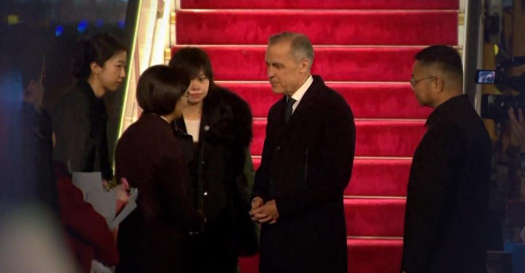 在加拿大总理卡尼上周访华之后，一家中国进口商购买了一批加拿大油菜籽，多达 6 万