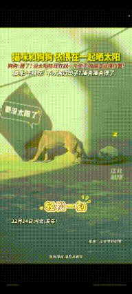 “解释不清了！”河北，一狗狗和猫咪晒太阳，一觉醒来发现太阳晒不到了。不料，狗狗拉