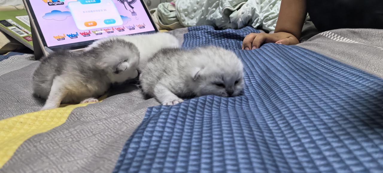 什么猫最可爱喜欢就是可爱[比心]刚好家里有3只小小猫，你们喜欢吗？猫妈妈在这里，