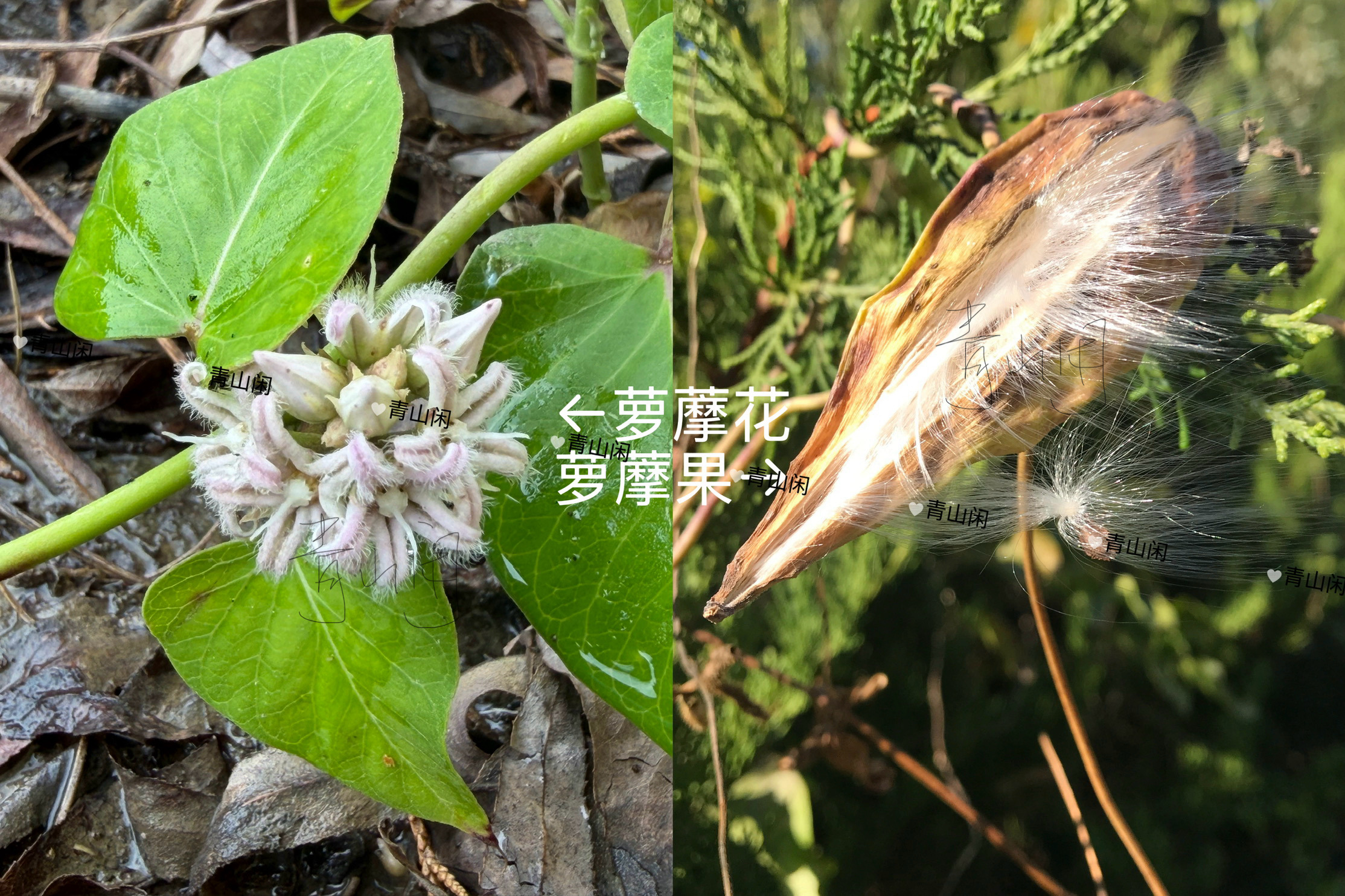 今天又在我们单位山里摸鱼散步 发现这种植物开的花像海星 识图告知就是萝藦 以前碰