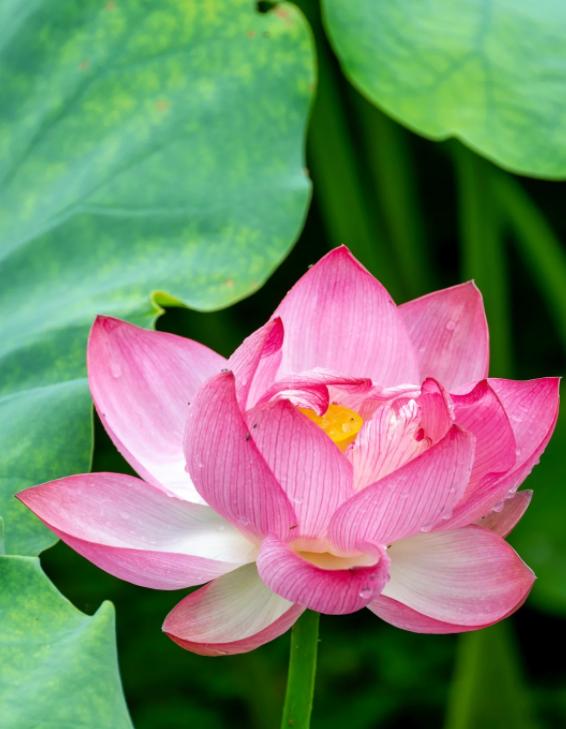 夫妻长久的五个秘诀，你知道几个？
亲爱的朋友们大家好，我是海林小百科。今天我们来