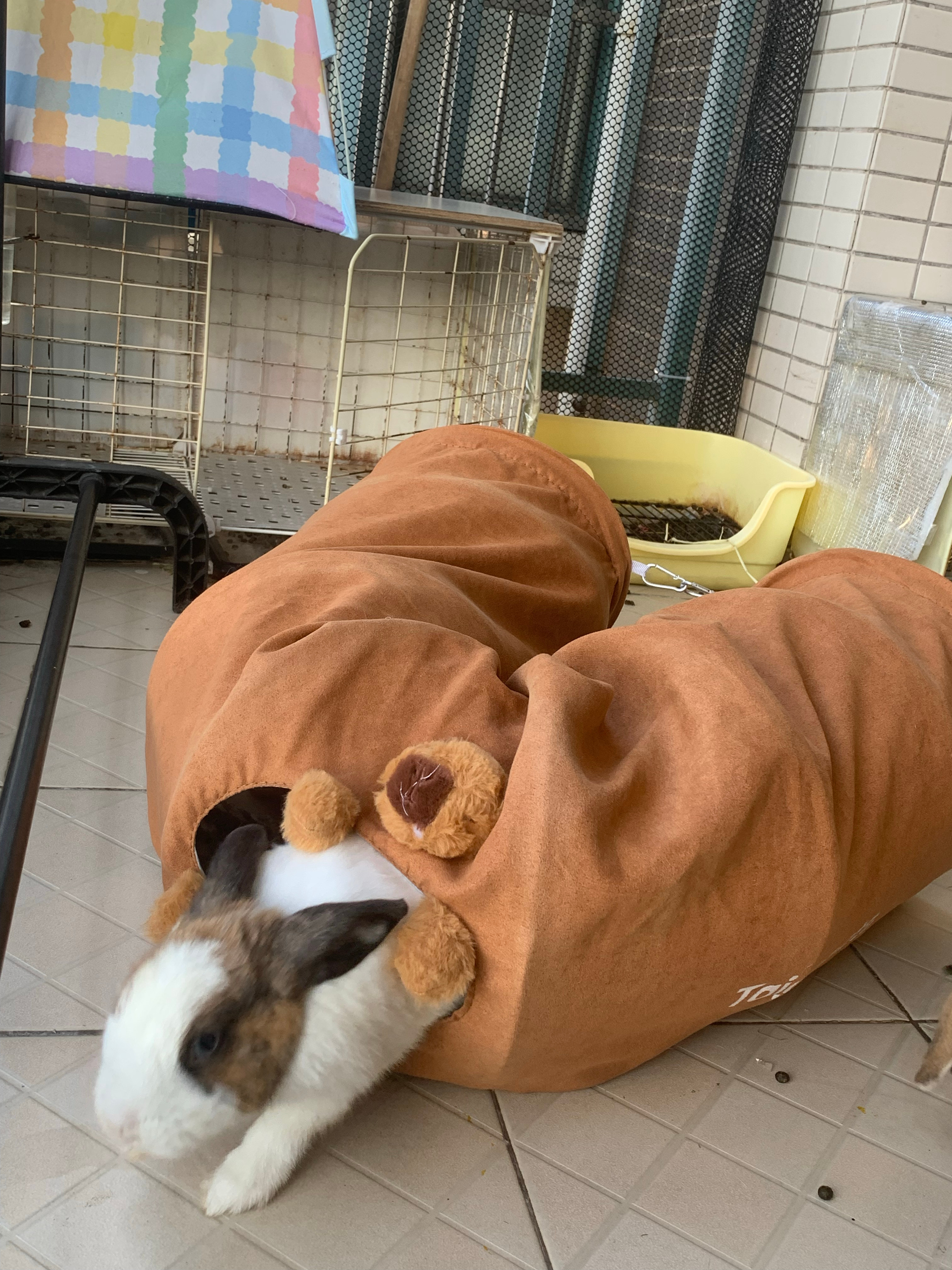 这个世界不能没有兔兔