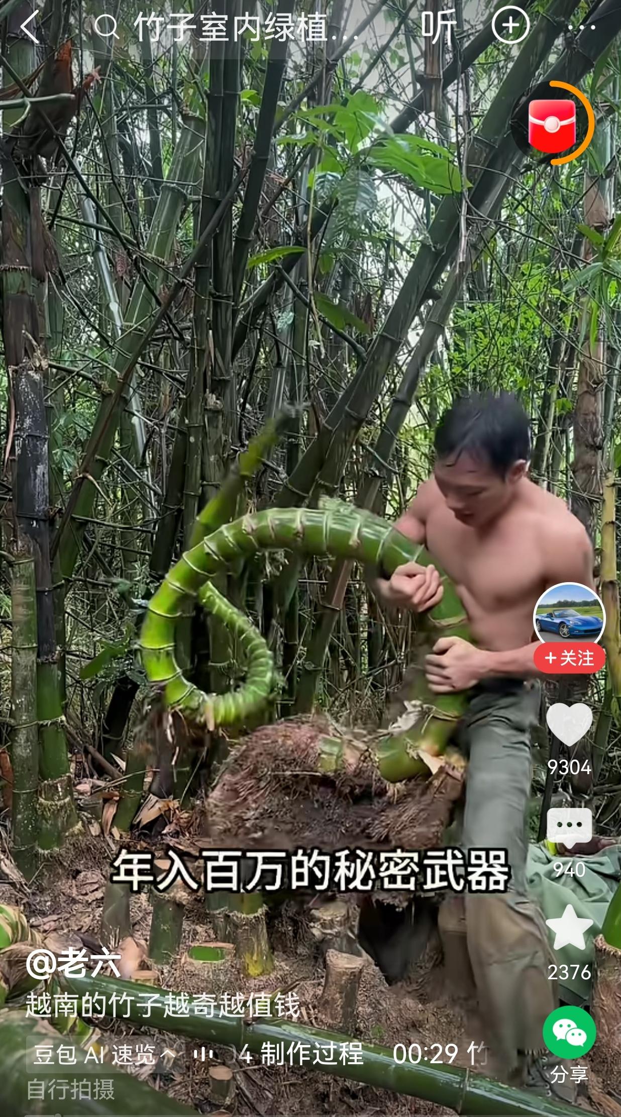 的确，从盆景的美学角度来说，形态、造型各异的（竹子）的盆景，给我们带来了美学的观