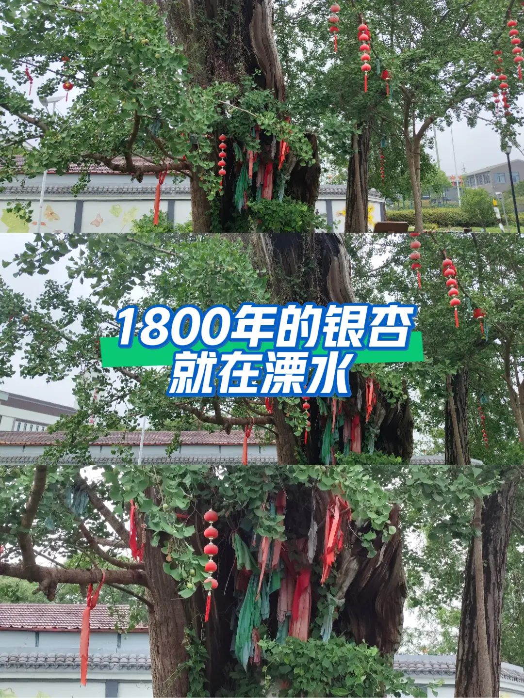 1800年的银杏，就在南京溧水。