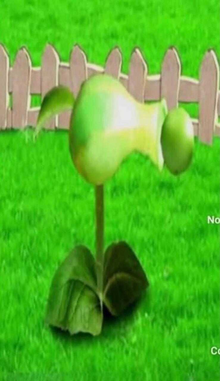 pvz ​​​