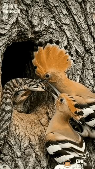 有点像AI，
但是这动图表达的意思，
大家都看懂了。
这点很重要。