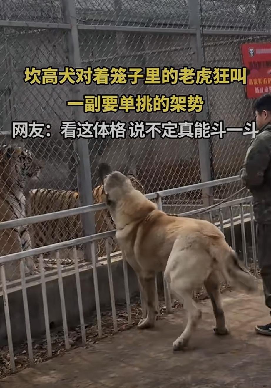 坎高犬挑衅东北虎！看样子如果不是主人拦着，而且还有铁丝网的话，真的要跳进去和东北