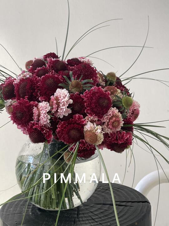 PIMMALA｜一百朵松虫草