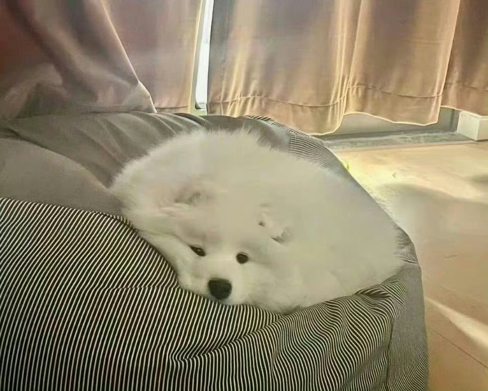 有烦恼的小狗就会变成一滩小狗🐾  