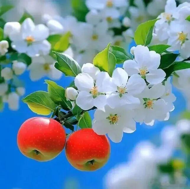 夏风一吹，花就开成了夏天的模样～ 