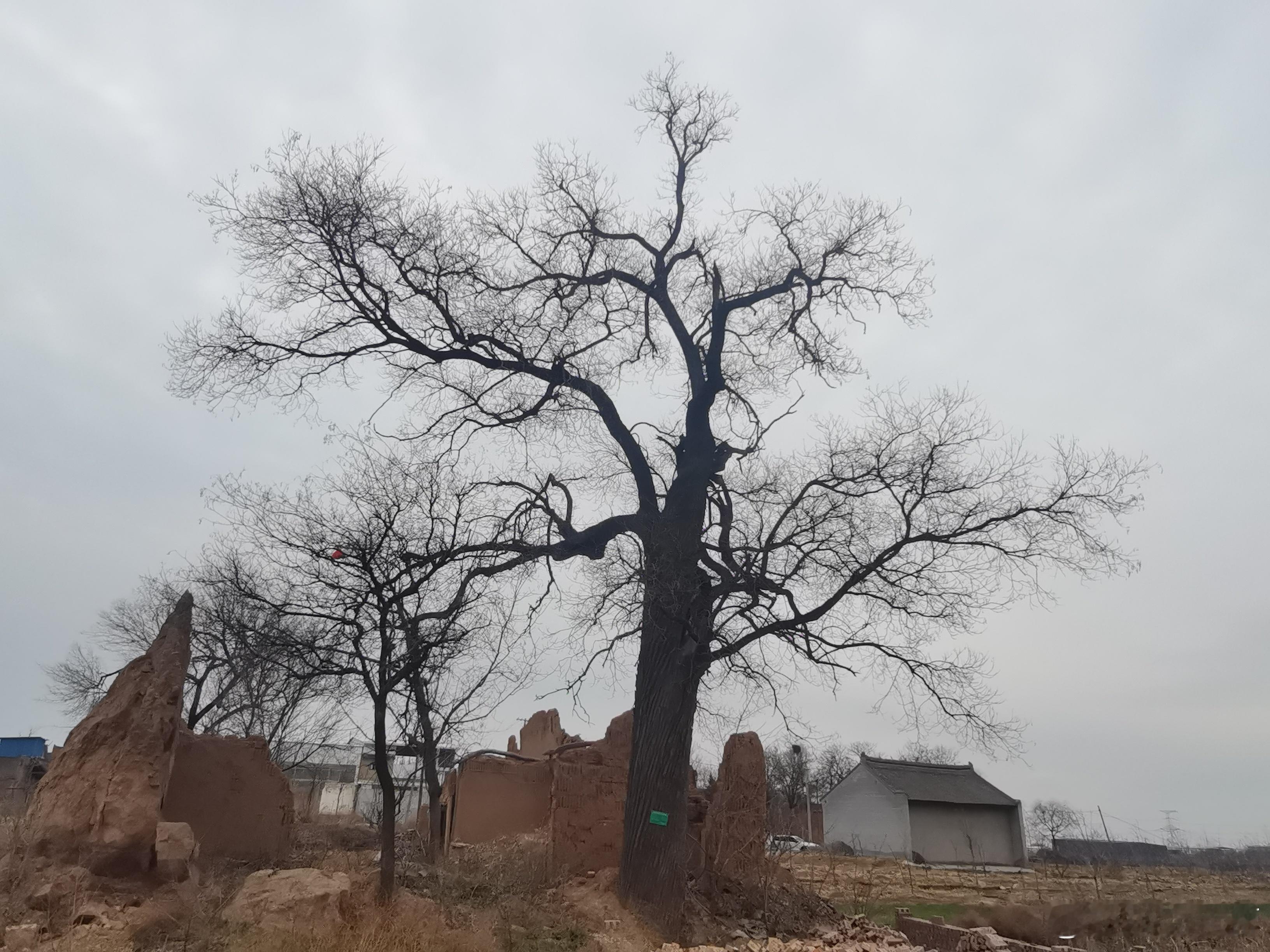 回乡见闻  年过四十不青春，独来独往不合群。非是生来性孤僻，厌倦江湖套路深。我非