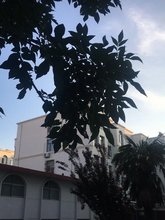 树与天空的交响乐🍃