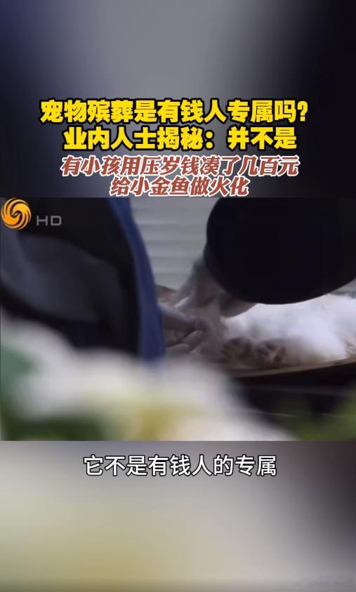 男孩用压岁钱为宠物办葬礼 英豪面对《发现新主播》的采访，表达了宠物殡葬是新兴行业