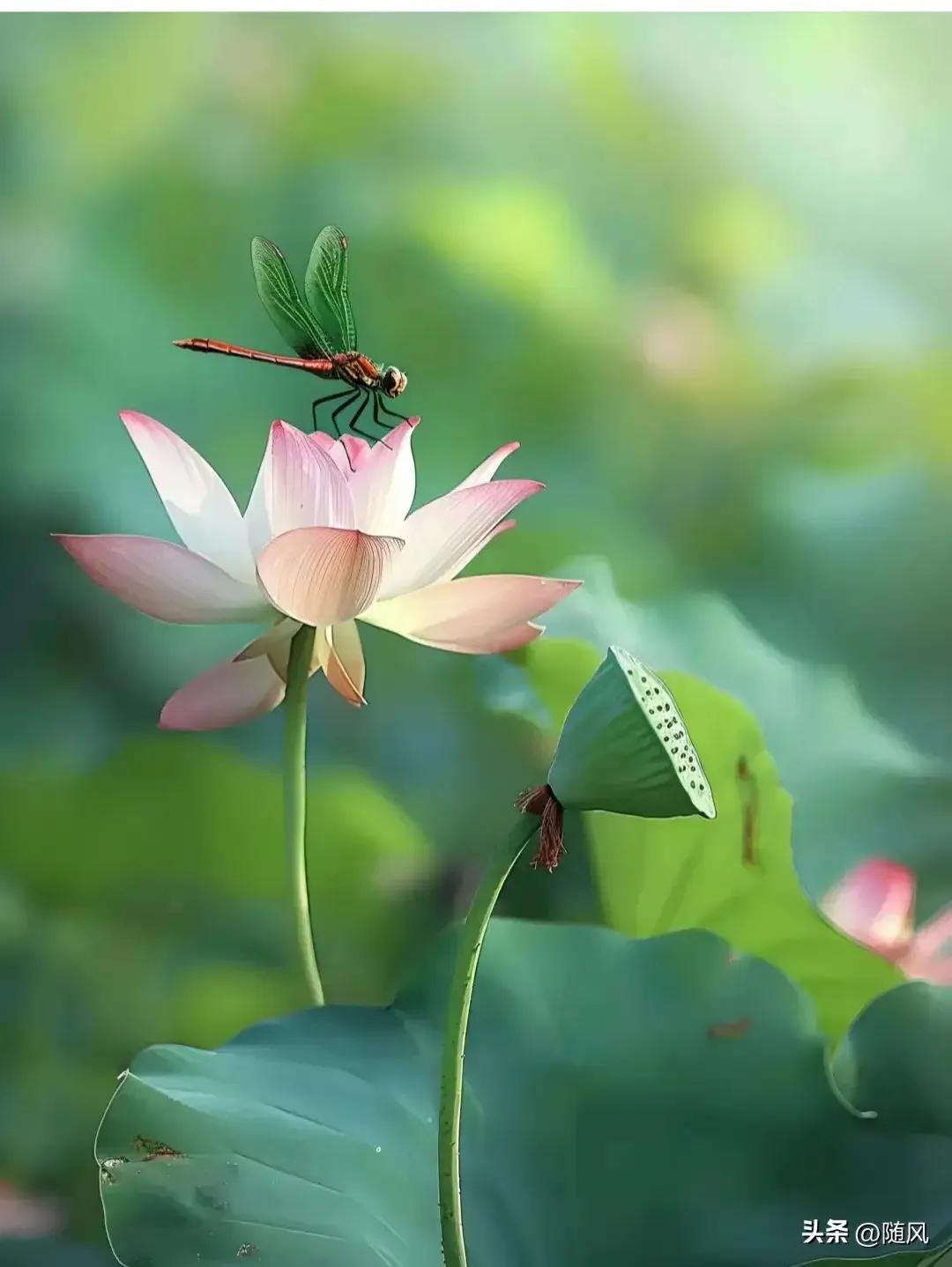 夏荷映日千般秀，
秋菊泛金万人钦。
横批：《千般秀与万人钦》