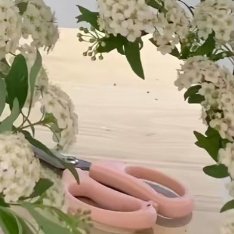 绣线菊1. 栽培方式：园土+河沙混合配土，贫瘠土壤也能存活；落叶小灌木，须根茂密