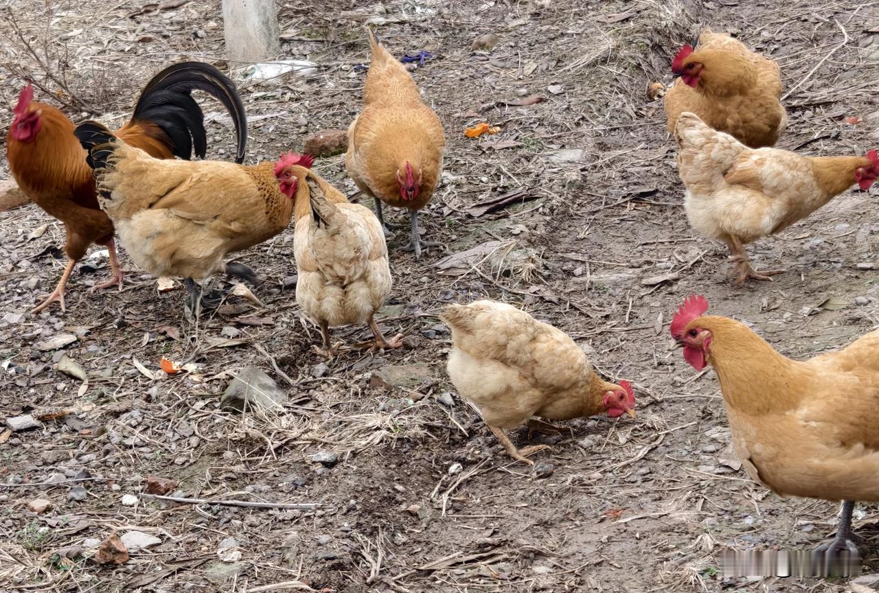 为什么散养的土鸡会那么贵?
农户散养的土鸡贵，只要是养殖成本高。
第一，成活率较