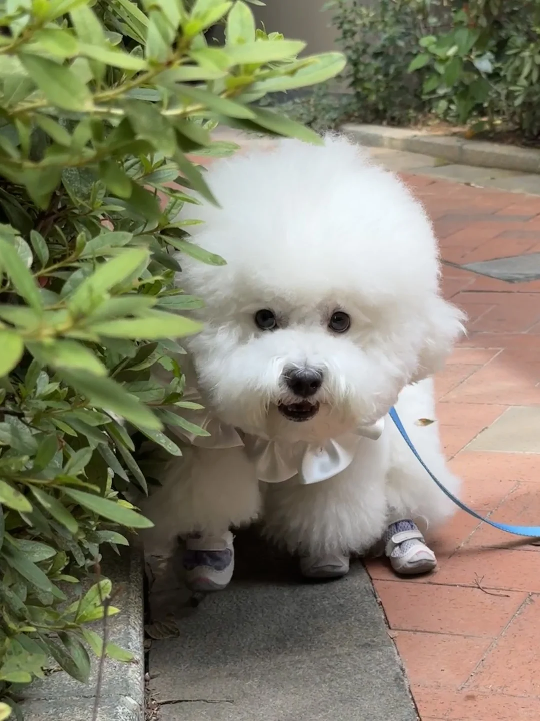 狗狗祟祟 可可爱爱