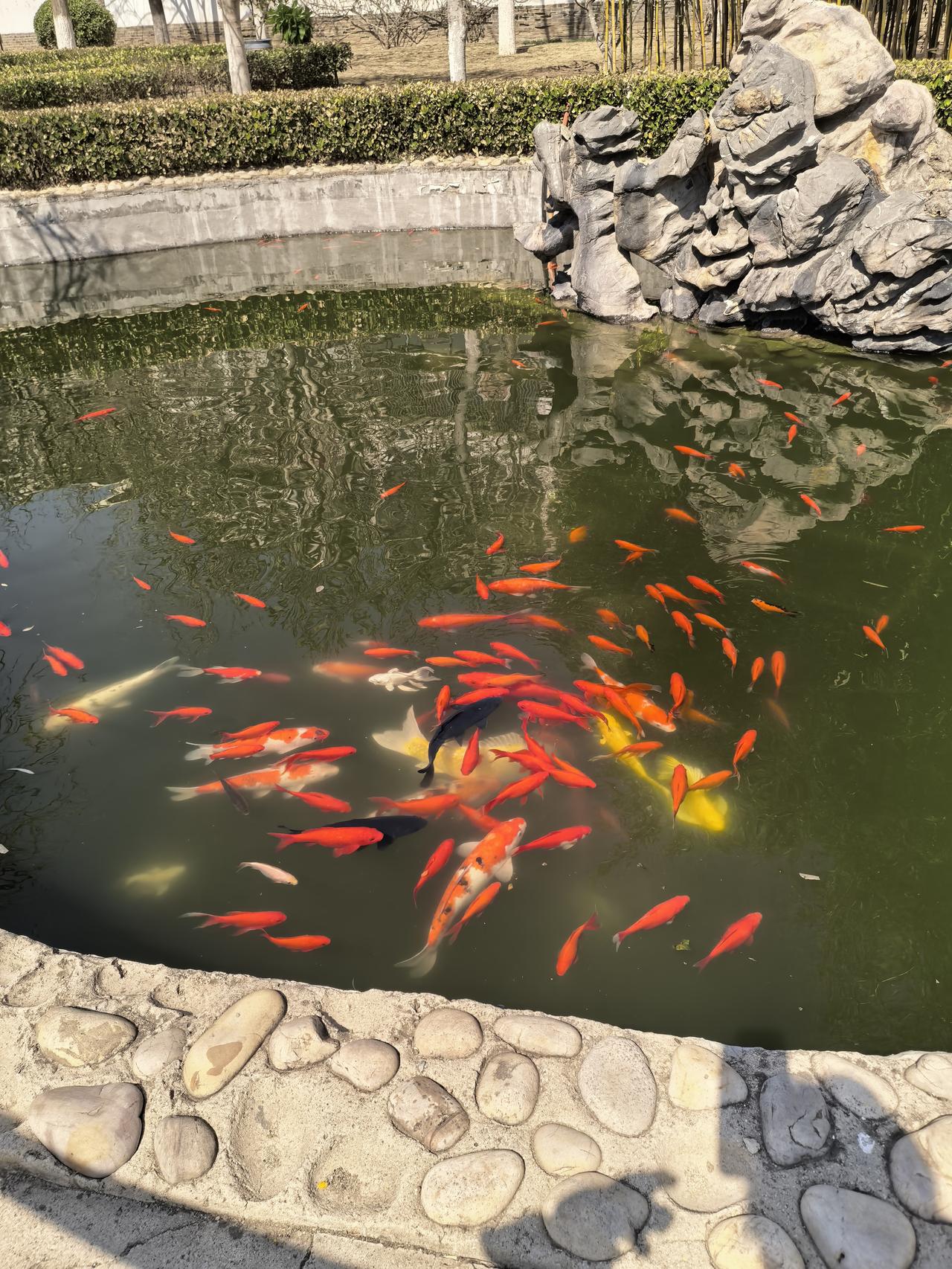 锦鲤成群，好事来到。