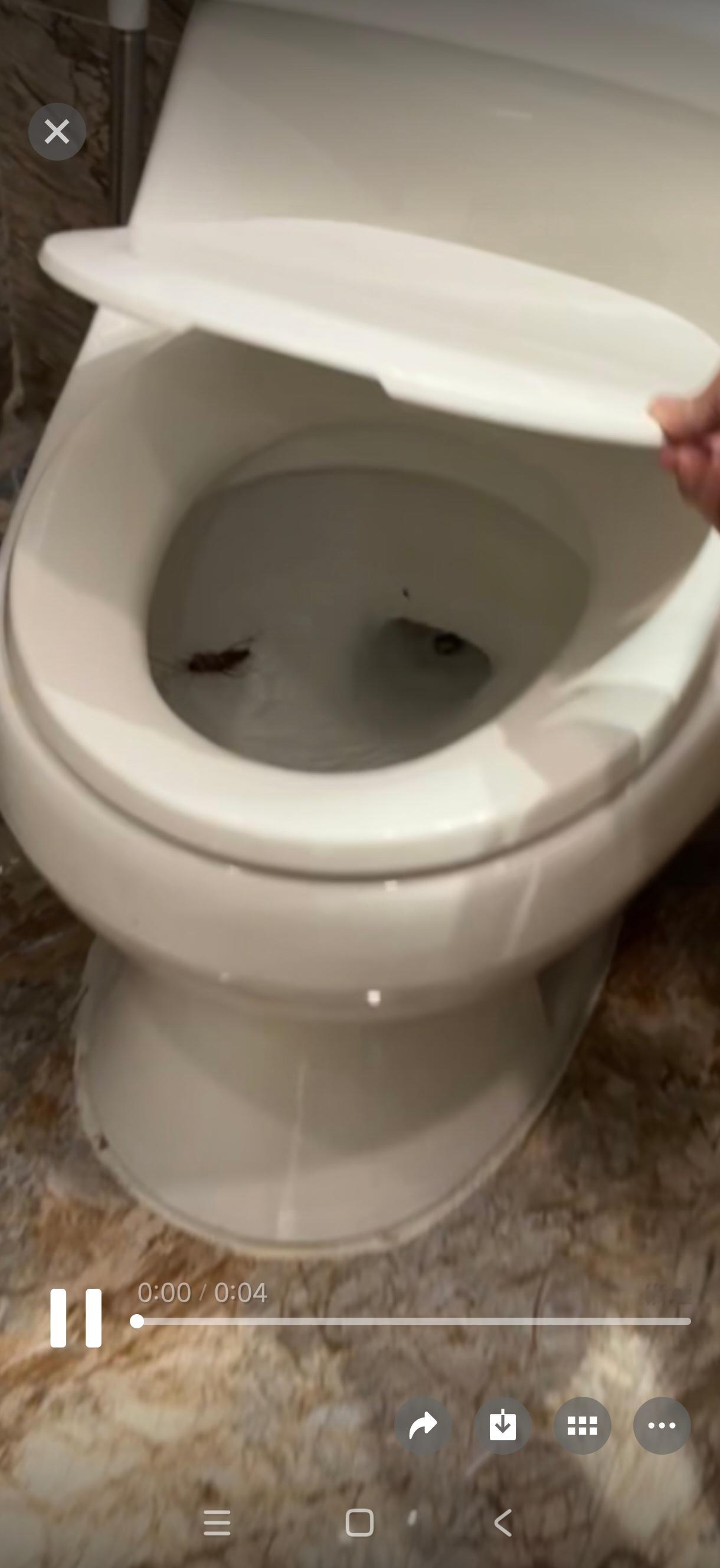 见识到广州的大蟑螂了 广州