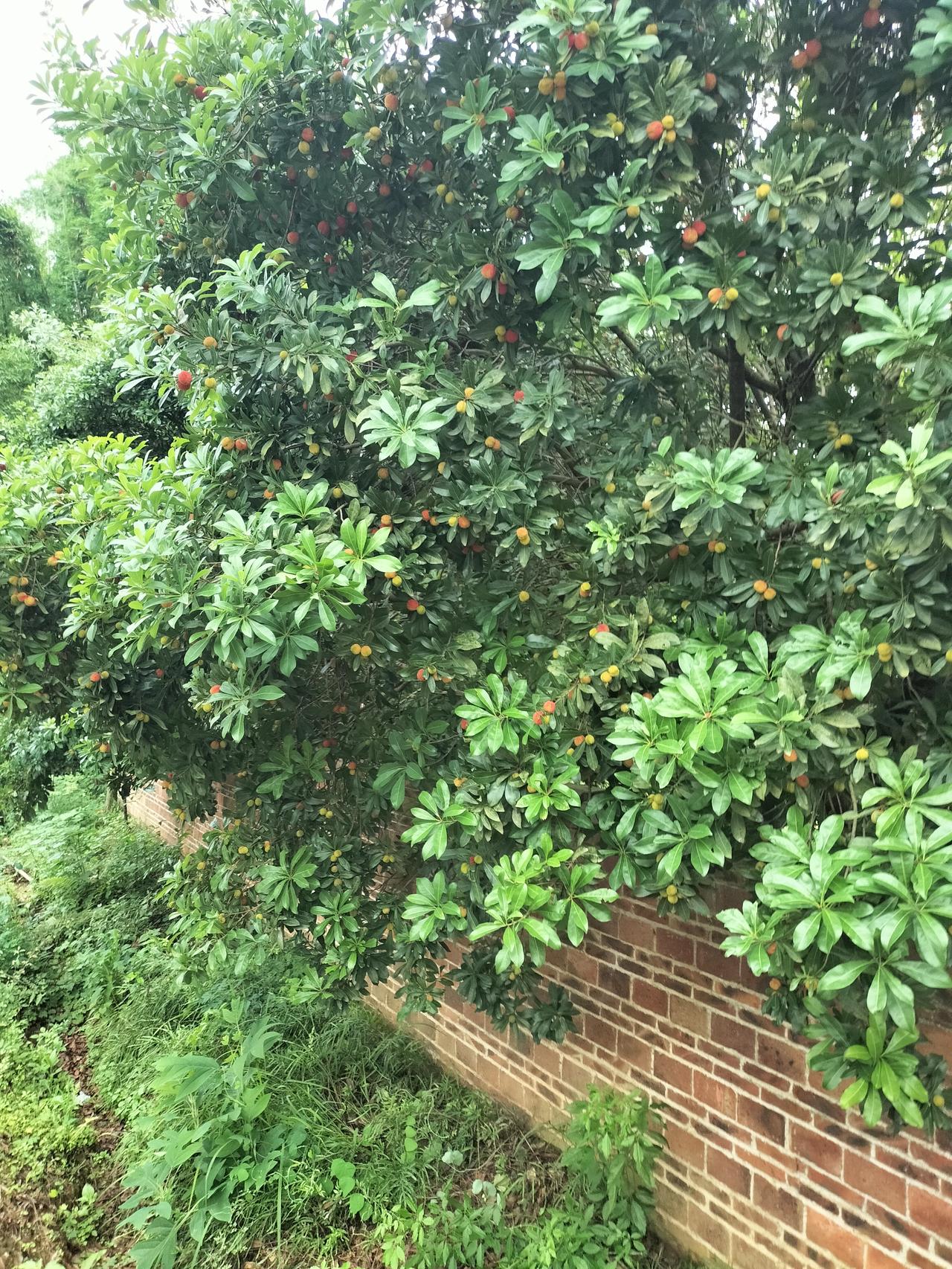 这是房东种的杨梅树，结了好多杨梅，我摘了一些吃，没有袋子就拿电动车头盔装，而房东